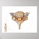 Zoek naar biomedisch posters Geneeskunde