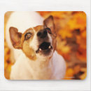 Recherche de russel tapis souris Animaux domestiques