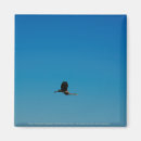 Zoek naar vliegende vogel magneten Blauw