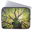 Recherche de racines coques Arbre