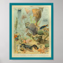 Zoek naar zeester posters Kwal