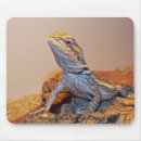 Recherche de de dragon photographie Lizzard