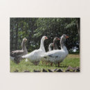 Recherche de oies puzzles Faune