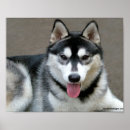 Zoek naar alaskan malamute kunst Dier