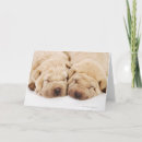 Recherche de shar pei cartes postales Animaux