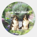 Recherche de berger australien autocollants Rassemblement