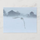 Recherche de hibou de neige cartes postales Hiver