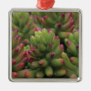 Recherche de desert ornements Succulent