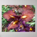 Recherche de iris fleur posters Été