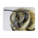Recherche de abeilles magnets Insecte