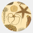 Recherche de algues autocollants Dollar de sable