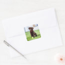 Zoek naar labrador puppy stickers Chocoladelabrador