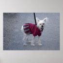 Zoek naar chinees meisje posters Elegant