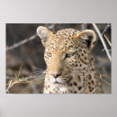 Recherche de le botswana posters Animal