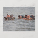 Recherche de hippopotame cartes postales Faune africaine