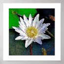 Recherche de lotus flower posters Zen