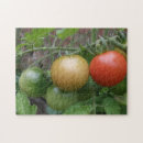 Recherche de tomate puzzles Vert