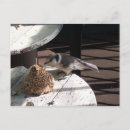 Recherche de geai cartes postales Sauvage