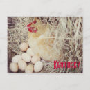 Recherche de poules poussins cartes postales Poulet