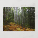 Recherche de bouleau blanc cartes postales Paysage