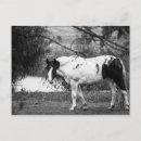 Recherche de poney peinture cartes postales Cheval