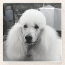 Zoek naar poedel onderzetters Hond