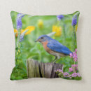 Zoek naar male kussens Vogel