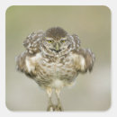 Zoek naar humor uil stickers Vogel
