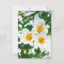 Zoek naar lilium kaarten Lelie
