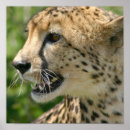 Recherche de copie de guépard posters Animal