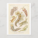 Zoek naar haeckel briefkaarten Antiek