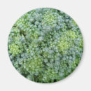 Recherche de brocoli magnets Légumes