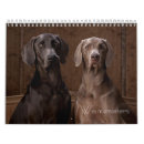 Recherche de weimaraners Animaux familiers