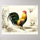 Recherche de rooster posters Vintage