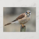 Recherche de crécerelle américaine cartes postales Rapace