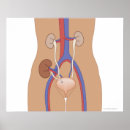 Recherche de rénal posters Médical