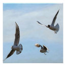 Recherche de bosphore posters Oiseau