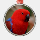 Zoek naar parrot ornamenten Groen
