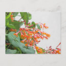 Recherche de fleurs de trompette cartes postales Floral