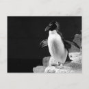 Recherche de pingouin noir et blanc cartes postales Pour tous