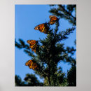 Zoek naar afbeeldingen van vlinders posters Fotografie