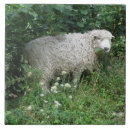 Recherche de laineux carreaux Mignon