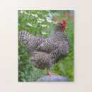 Zoek naar chicken puzzels Boerderij