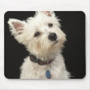 Recherche de westie tapis souris Animal