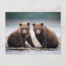 Recherche de deux animaux cartes postales Ours