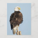 Recherche de aigle chauve cartes postales Animaux