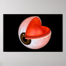 Recherche de yeux humains posters Oeil