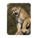 Recherche de mcdonald magnete Mary ann mcdonald