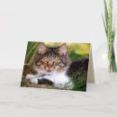 Recherche de cheveux longs vœux cartes Tabby