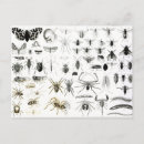 Zoek naar arachnida posters Vlinder